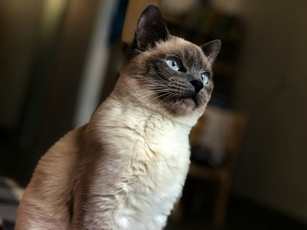 How do you address wool-sucking behavior in Siamese cats and what are potential environmental triggers?