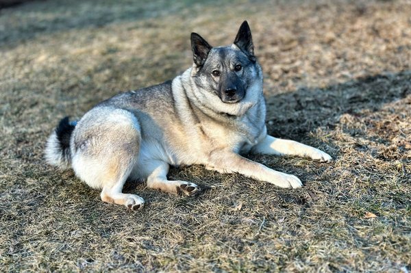 What are the most effective flea control methods for an outdoor Norwegian Elkhound?
