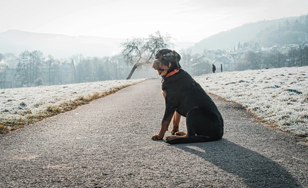 How do you correct resource guarding behavior in a food-possessive Rottweiler?