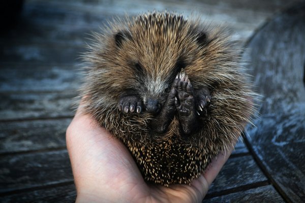 What specific dietary needs should UK pet owners consider when feeding rescued hedgehogs?