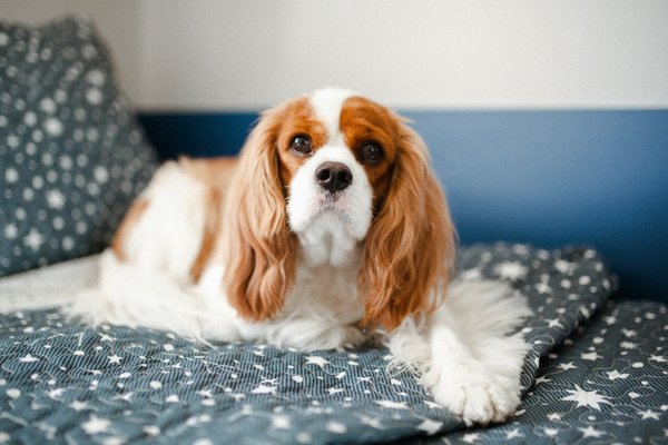 What are the best practices for preventing obesity in a Cavalier King Charles Spaniel?