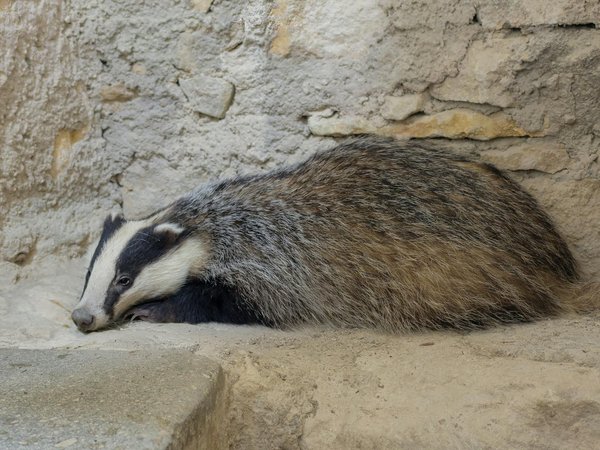 How can UK farmers use technology to coexist with badgers without jeopardizing livestock?