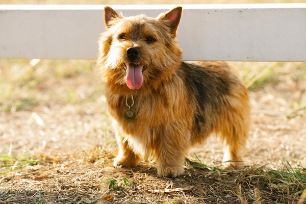 Can Norwich Terriers adapt to apartment living in a busy city like Manchester?