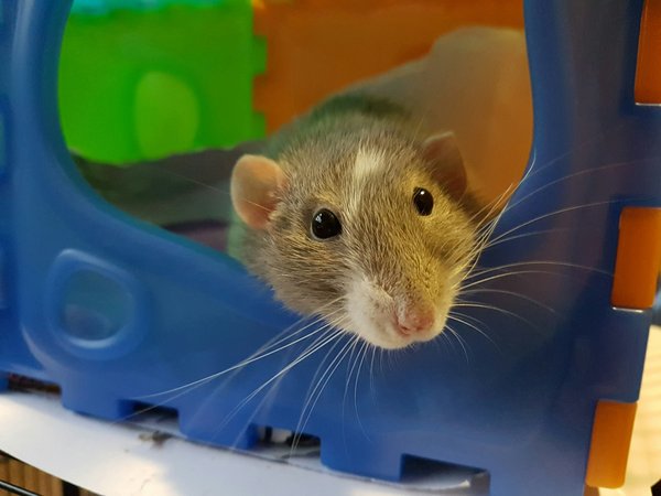 Which kinds of interactive toys can help reduce stress in pet rats?